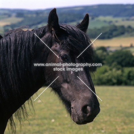 Dales pony portrait