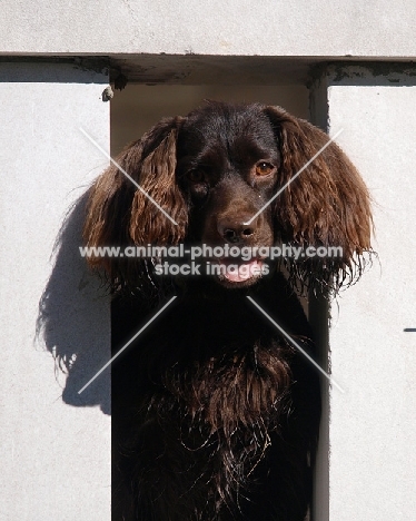 Boykin Spaniel looking through fence