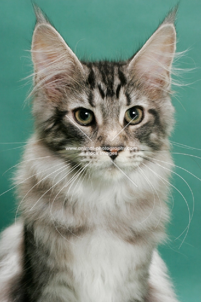 Maine Coon, Silver Classic Tabby colour, portrait on green background