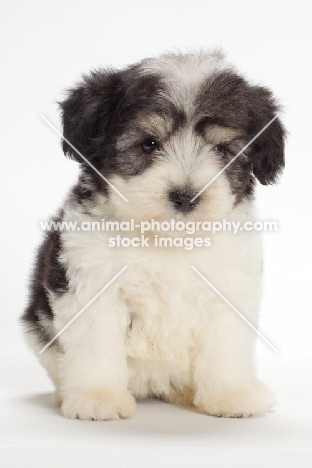 Polish Lowland Sheepdog puppy on white background