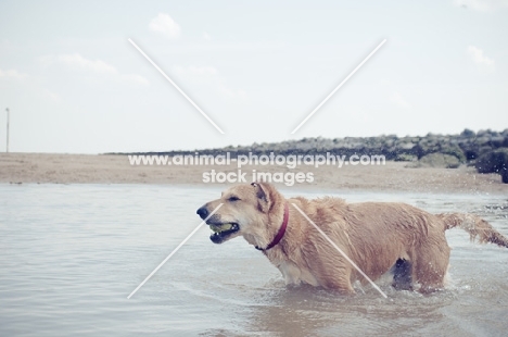 Mongrel standing in sea