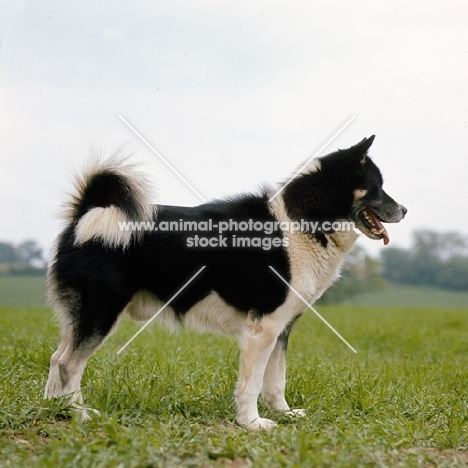black and white greenland dog