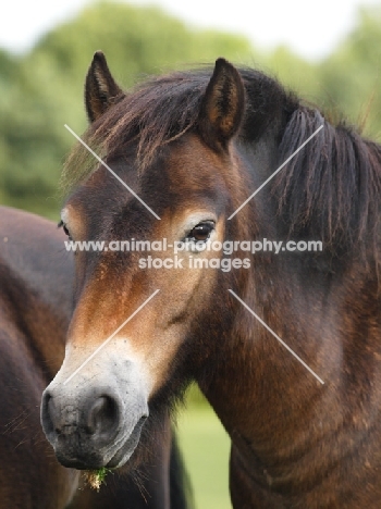 Exmoor Pony portrait, looking towards camera