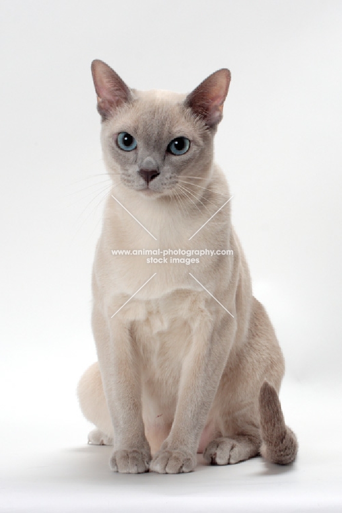 Tonkinese front view on white background, Lilac (Platinum) Mink coloured