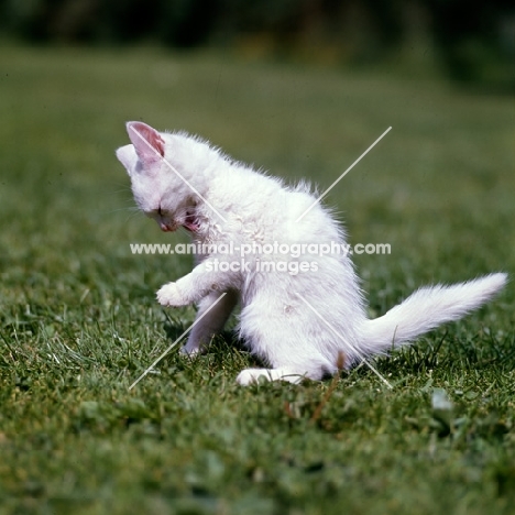 blue eyed white long hair kitten washing