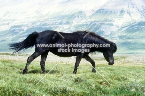 black iceland horse walking over grassy lava at sauderkrokurin, iceland