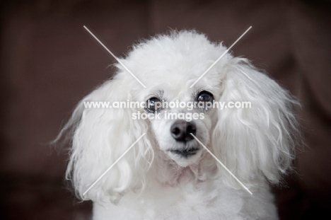 toy poodle close-up