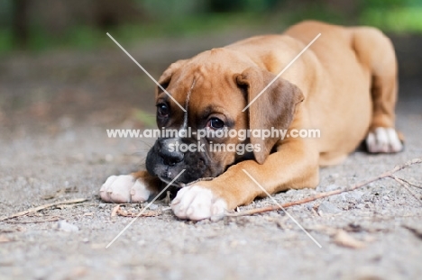 Boxer puppy lying down