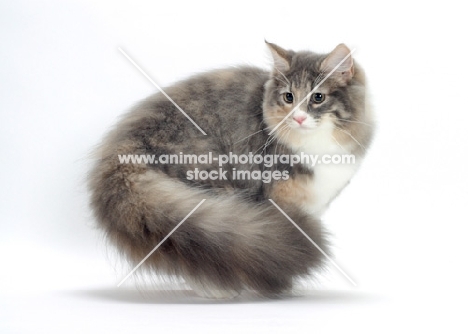 Blue Mackerel Torbie & White Norwegian Forest cat showing fluffy tail