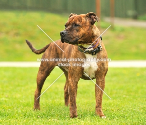 American Staffordshire Terrier standing on grass