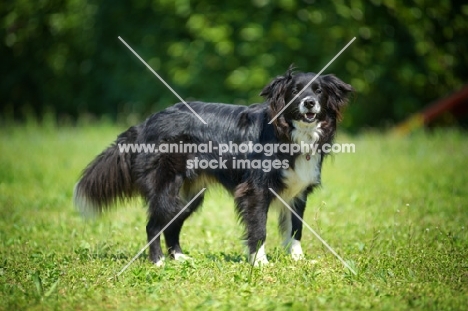 black and white border collie standing in a field of grass