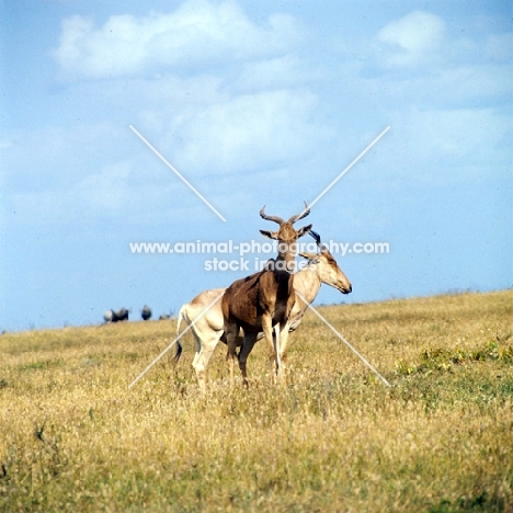 two coke's hartebeest, nairobi np