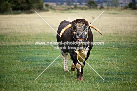 longhorn bull walking towards camera