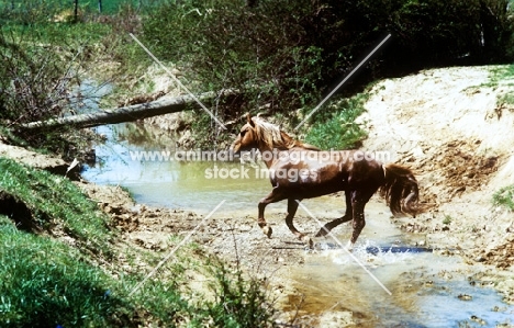 mustang stallion crossing a river