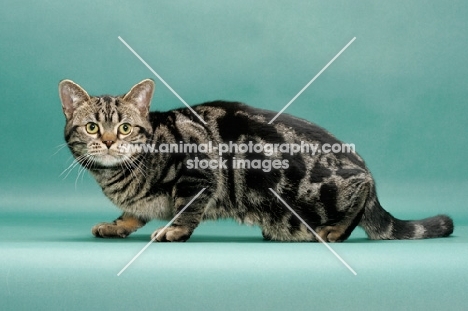 Brown Classic Tabby American Shorthair, green background, crouching