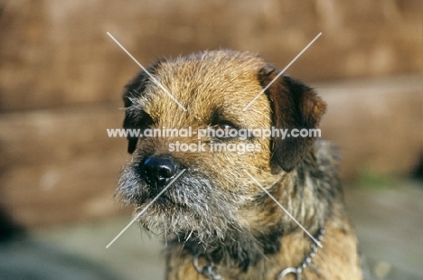 border terrier portrait