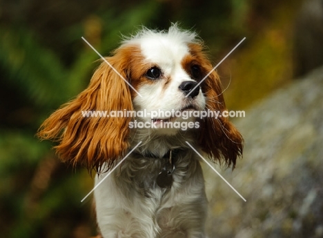 Cavalier King Charles Spaniel