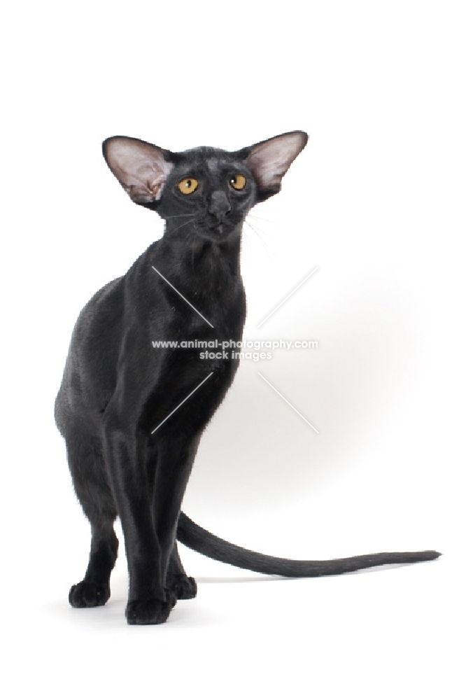 black Oriental Shorthair standing on white background