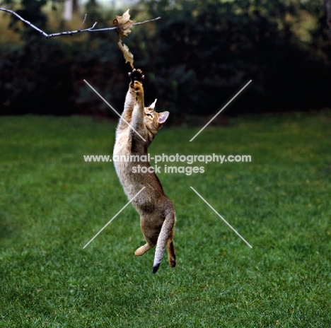 abyssinian cat trying to catch a leaf 