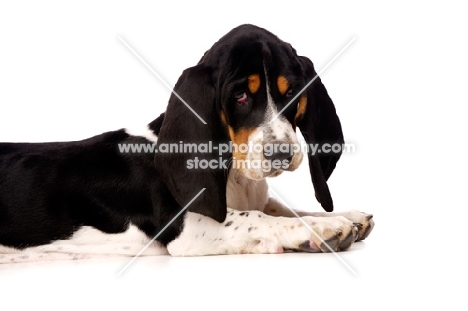 Basset Hound cross Spaniel puppy lying down isolated on a white background