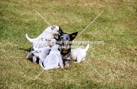 australian cattle dog getting attention from her puppies