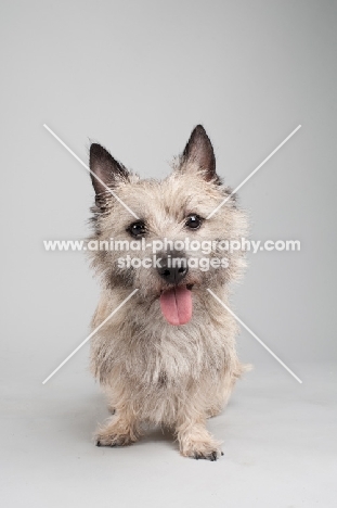 Happy wheaten Cairn terrier on gray studio background.