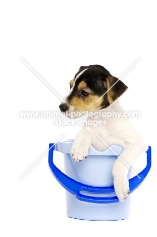 Jack Russell puppy in a blue bucket