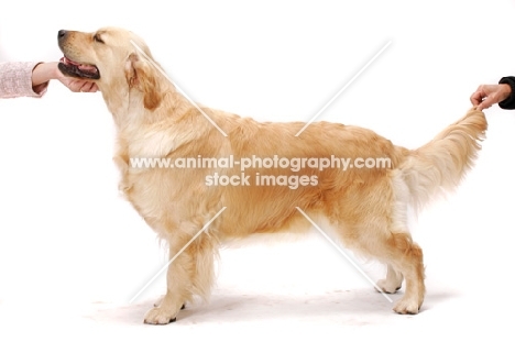 posed Australian Champion Golden Retriever, Santamaria Mandaleh 