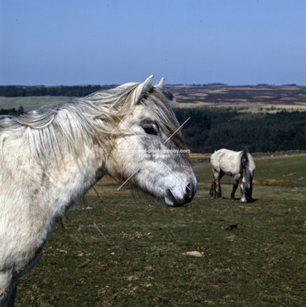 Highland Pony on scottish moor in spring, head study 