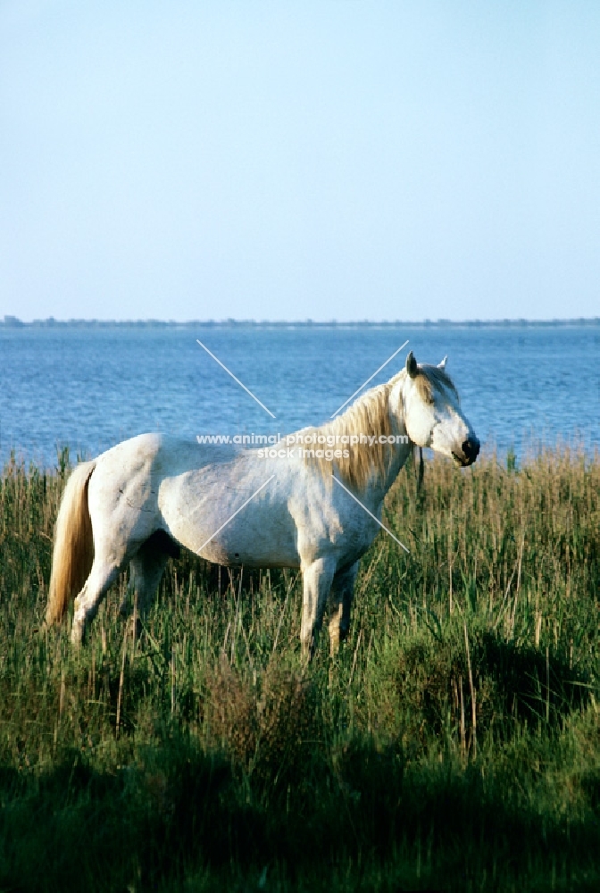 Camargue pony near water