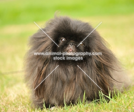 black Pekingese on grass