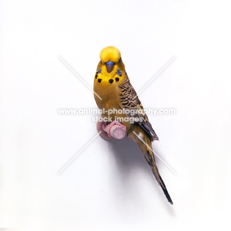 golden budgerigar on perch