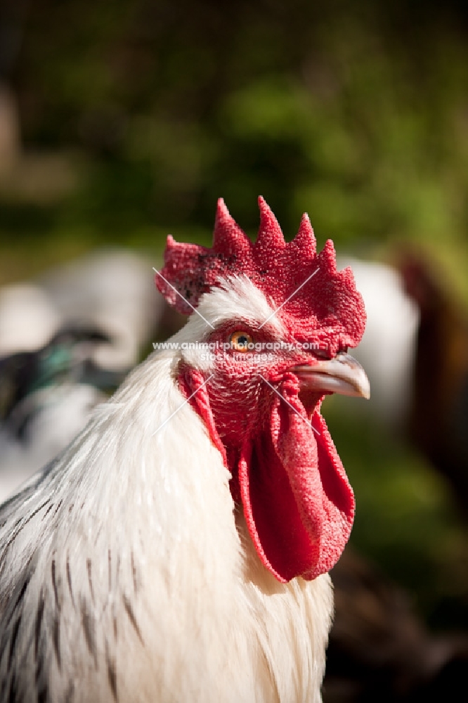 Sussex cockerel, portrait