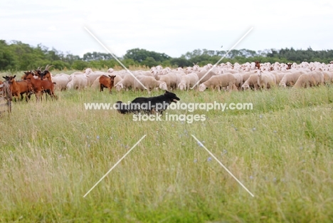 Old German Sheepdog running the border