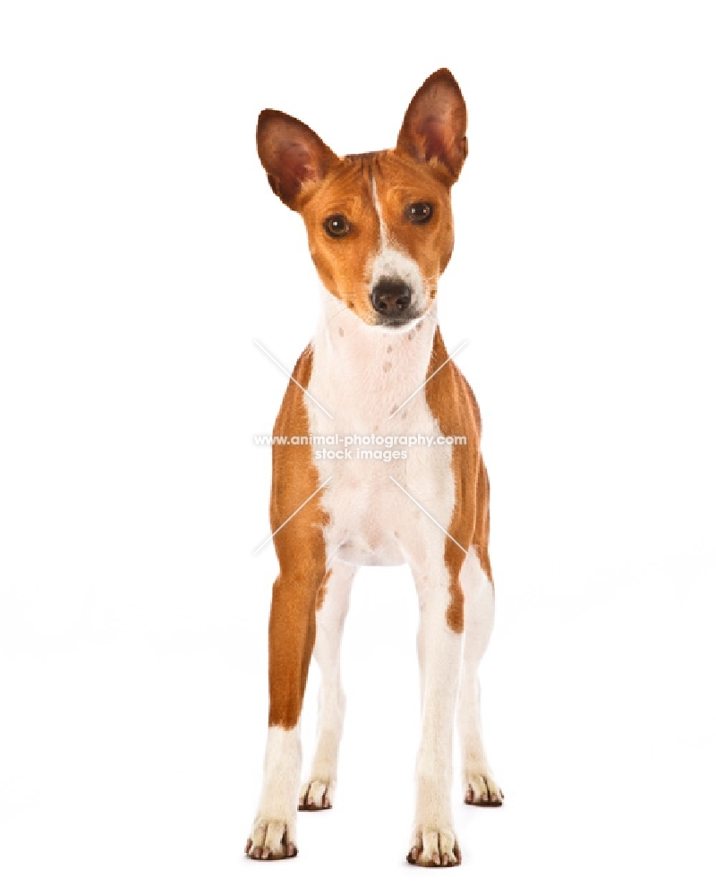 Basenji on white background