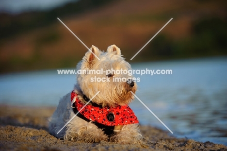 West Highland White Terrier