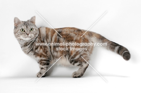 American Shorthair cat, Silver Classic Torbie colour