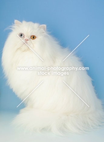 odd eyed white Persian