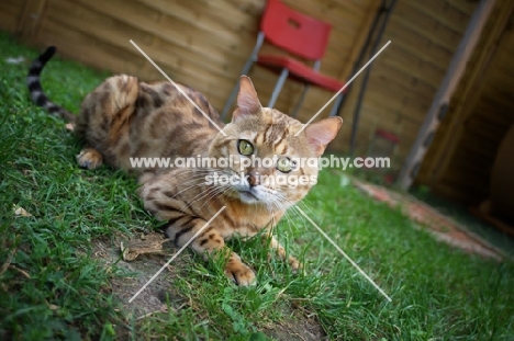 Bengal cat crouched in the grass, champion Mainstreet Full Throttle of Guru