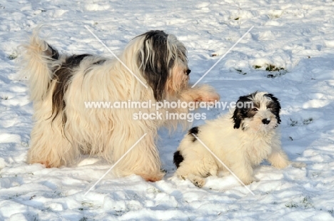 Polish Lowland Sheepdog, (also known as Nizinny)