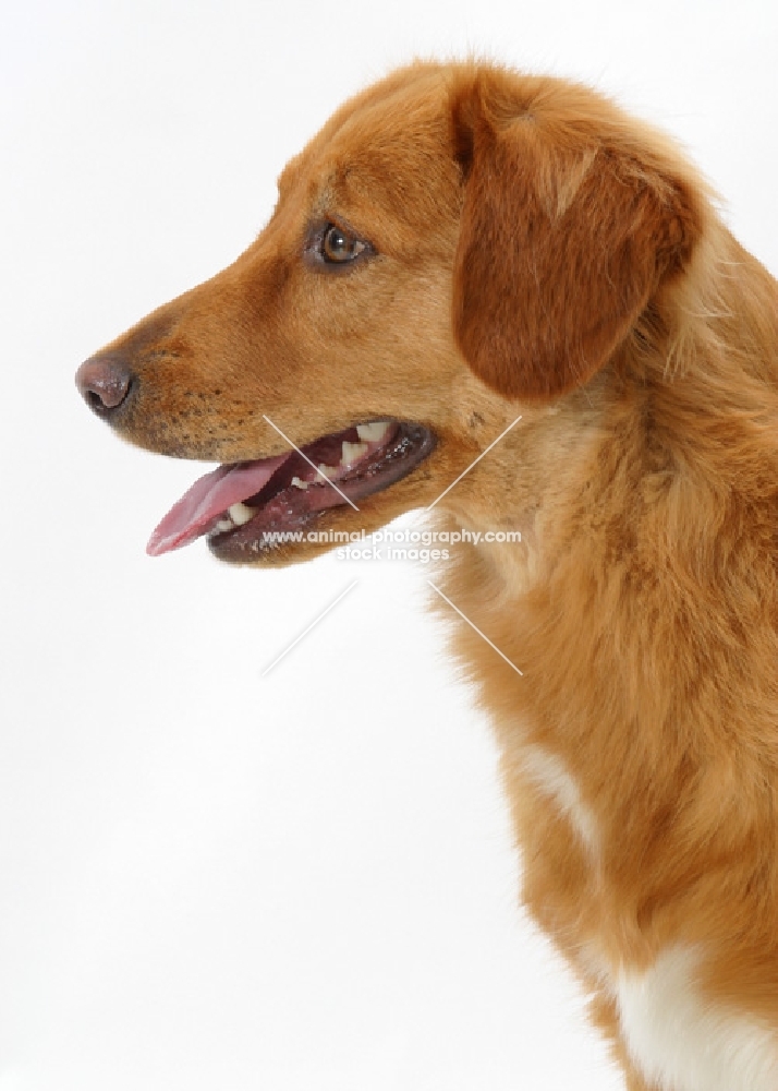 tan and white Nova Scotia Duck Tolling Retriever, profile