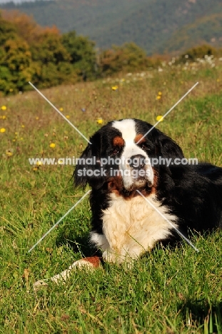 Bernese Mountain Dog, lying on a hill