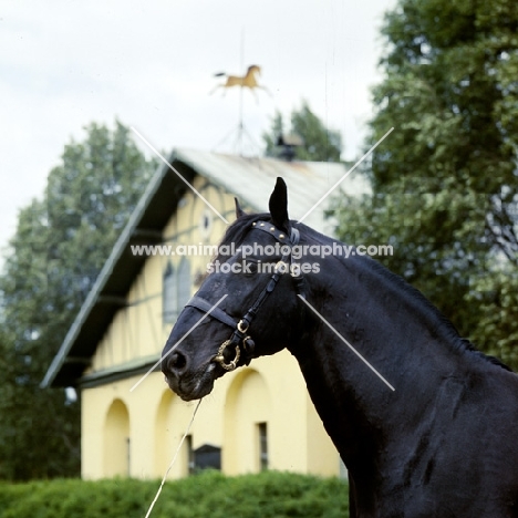 nonius A XXX1X, nonius stallion at mezoheges with traditional stable in background