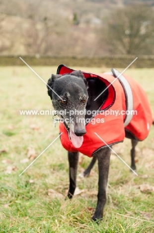 Lurcher in jacket