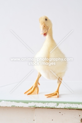 Pekin Duckling looking at camera