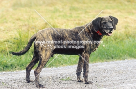 Plott Hound on road