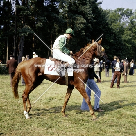 race horse at haras du pin, france, 