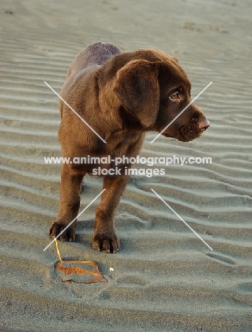 chocolate Labrador puppy standing on sand