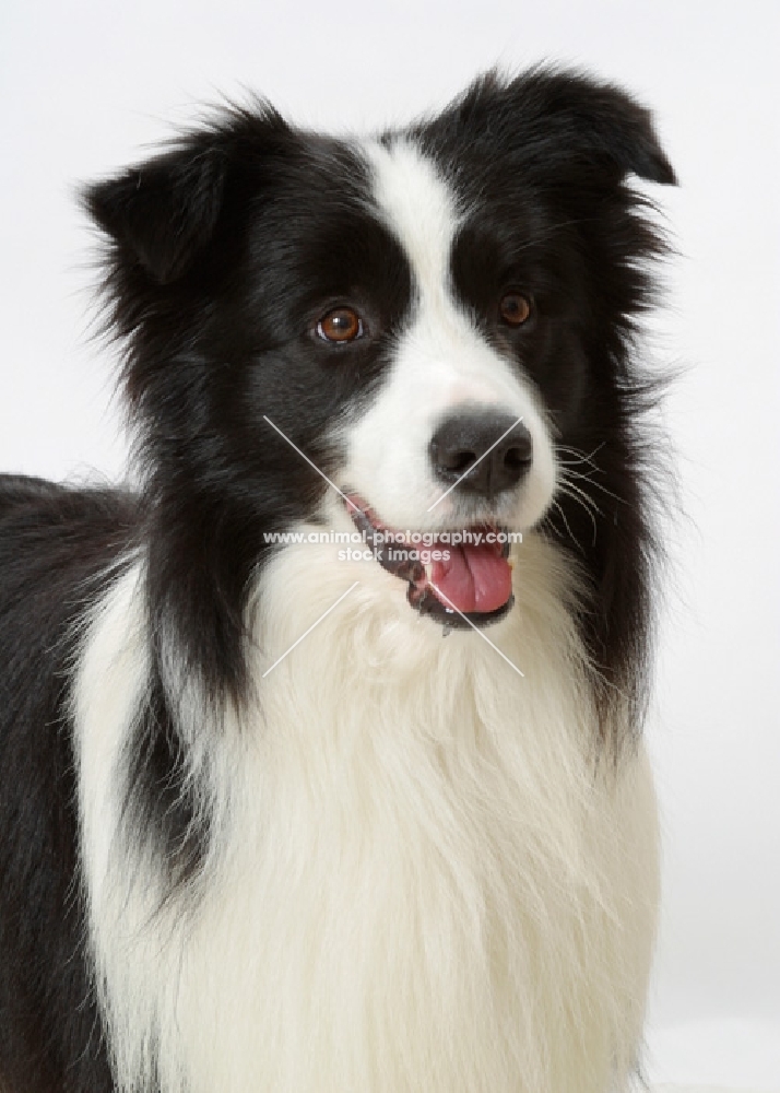 Australian Champion Border Collie