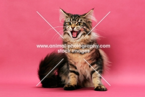 brown tabby Maine Coon on pink background, meowing